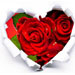 Valentine's Day - Red Rose 2